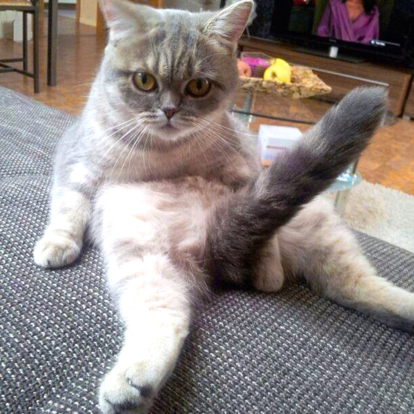 Cat with a standing tail