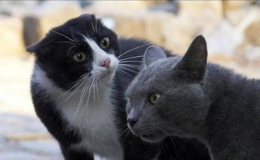 Do not understand and do not try