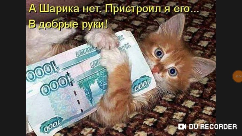 A cat with rubles