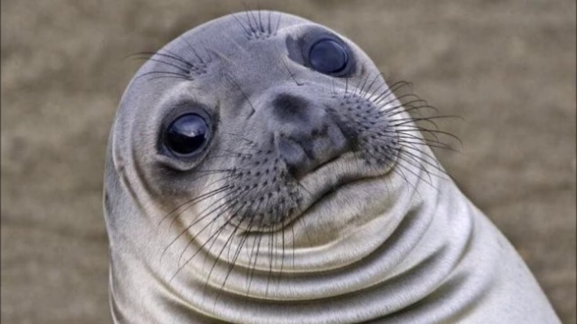 Sad seal meme