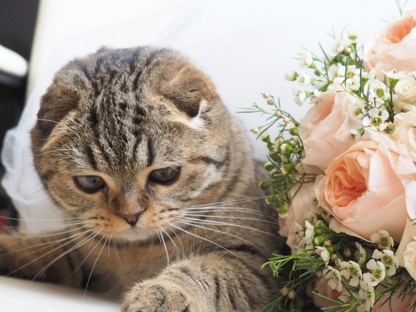 Sasha Shenderi Shpagat