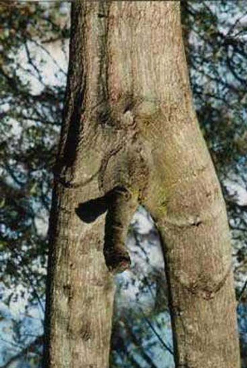 Indecent trees