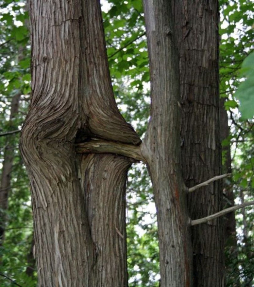 Indecent trees
