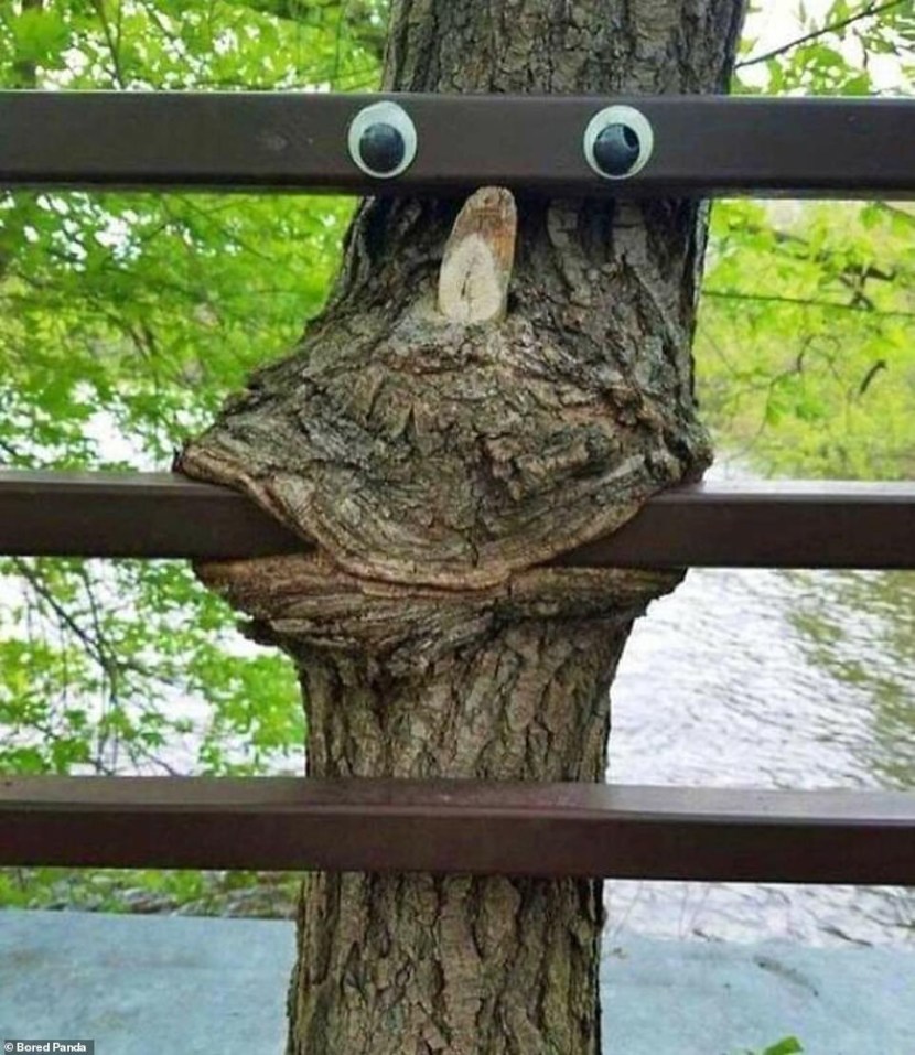 The tree has grown in the fence