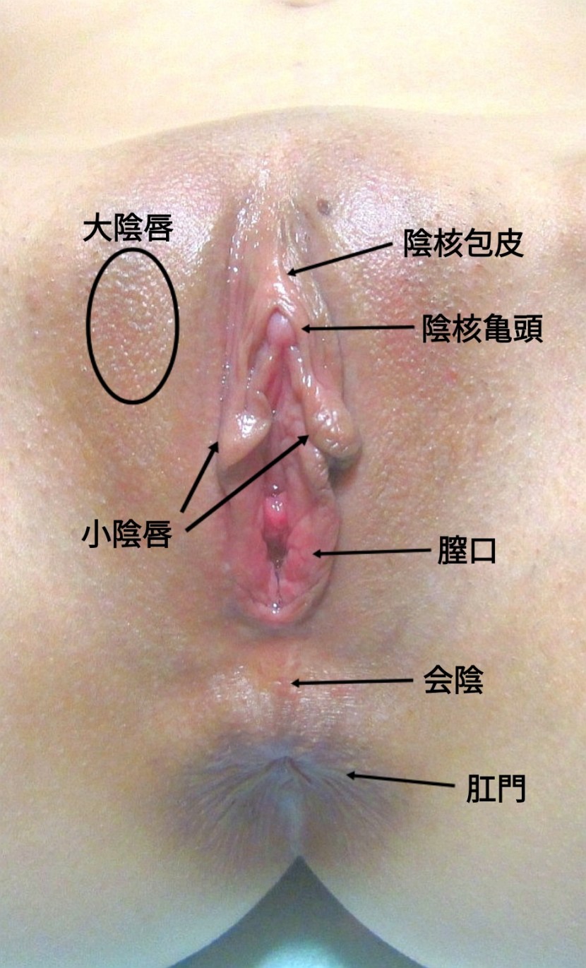 Vagina location in women
