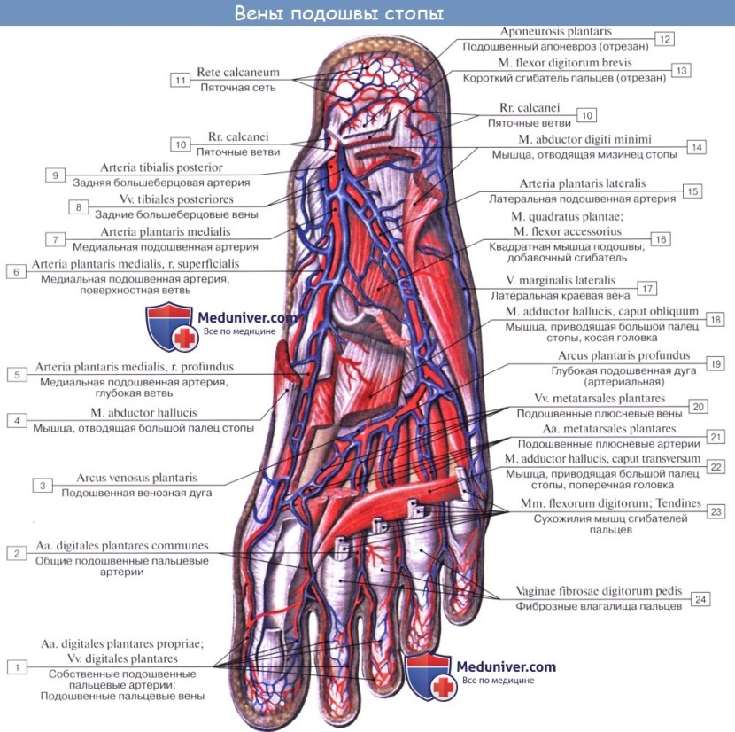 Subanate venous arc of the foot