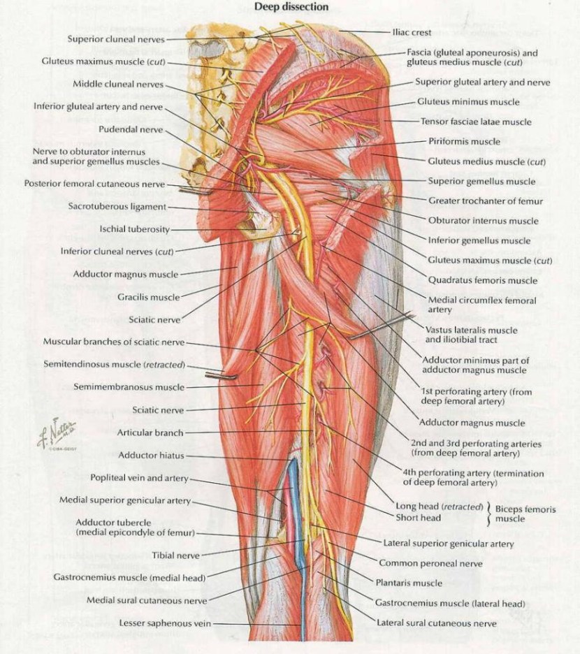 Topographic anatomy of the lower limb