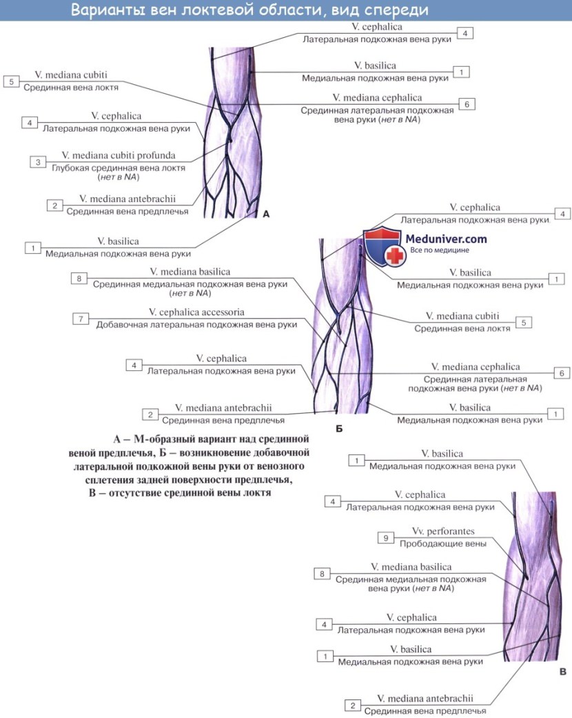Middle Lokvo Vienna anatomy