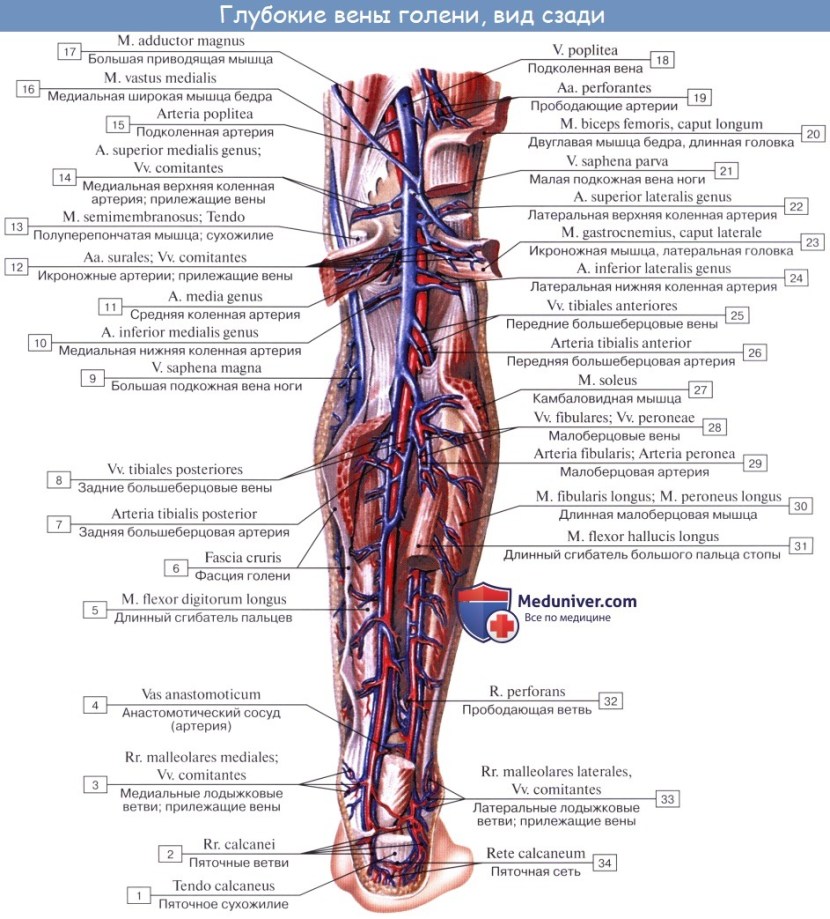 Topographic anatomy of the veins of the leg