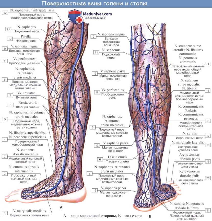 Big subcutaneous vein of the legs (Vena saphena magna)
