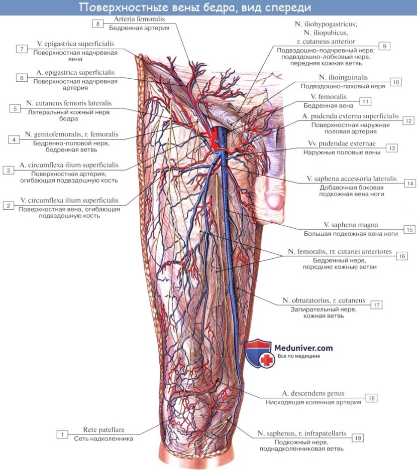 The femoral vein of anatomy