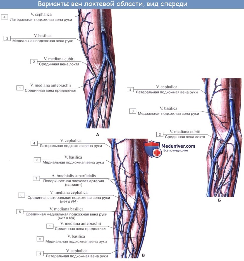 Cubital vein of the upper limb