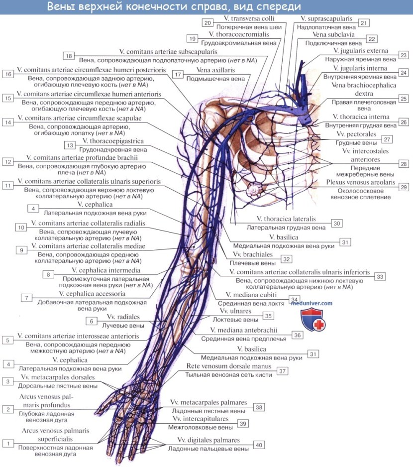 Lateral subcutaneous vein of hands (v. Cephalica)