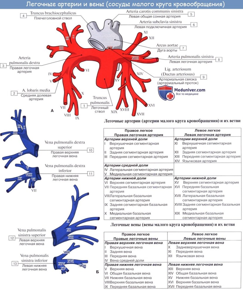 Anatomy of the pulmonary arteries CT