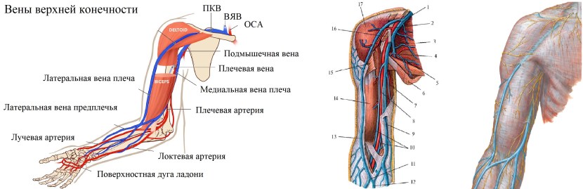 Vienna of the upper extremities ultrasound anatomy