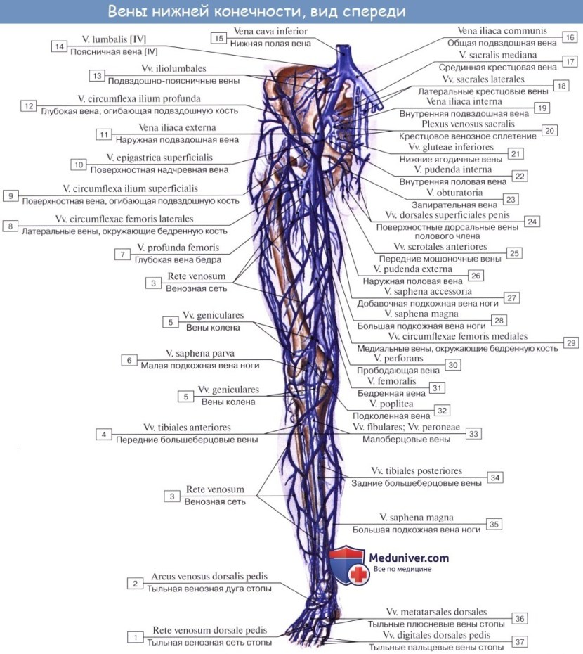 Anatomy of the popliteal vein