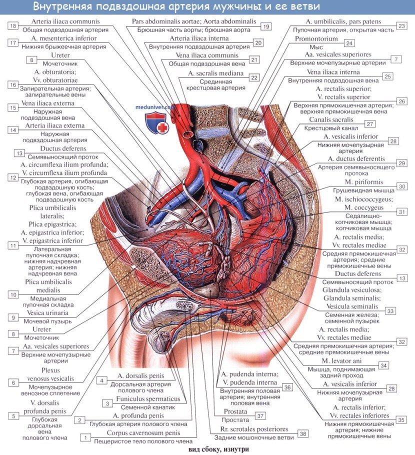 Visceral branches of the internal iliac artery