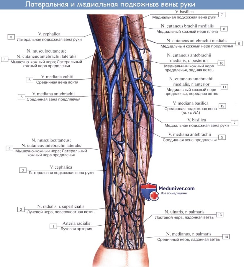Lateral subcutaneous vein hands on the forearm