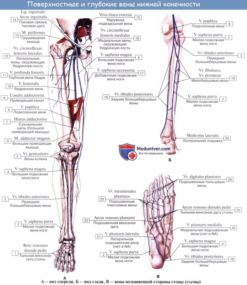 Veins and arteries of the lower extremities scheme