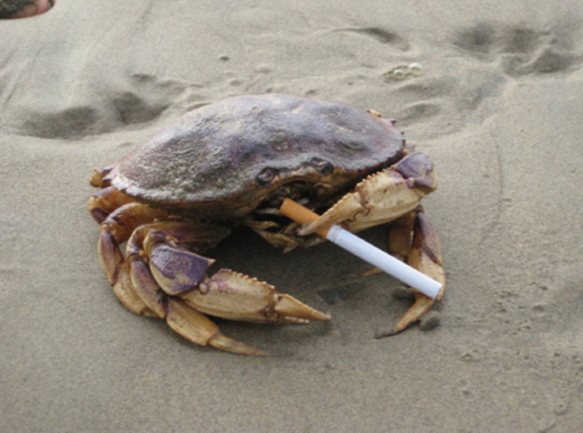 Funny crab