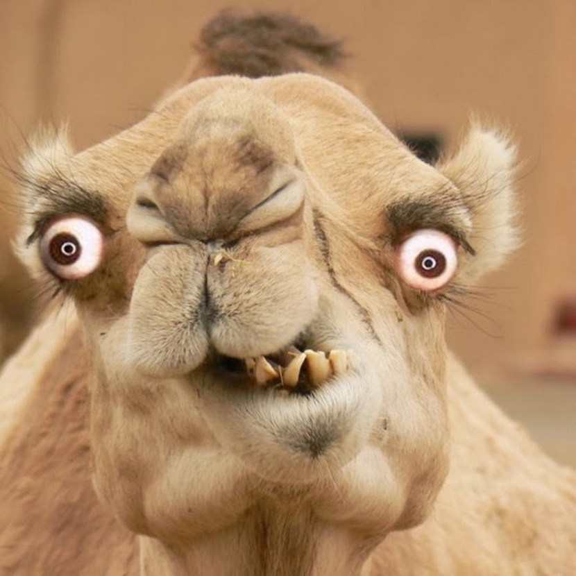 Sad camel