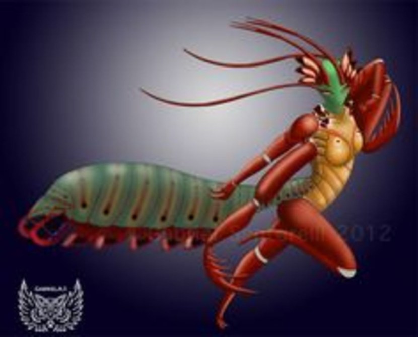 Mantis shrimp white