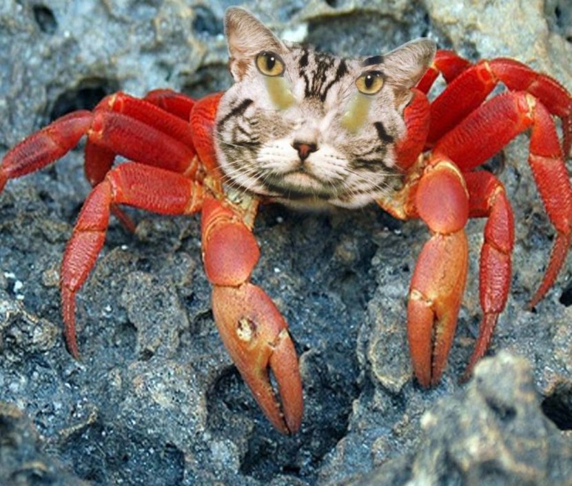 Cute crabs
