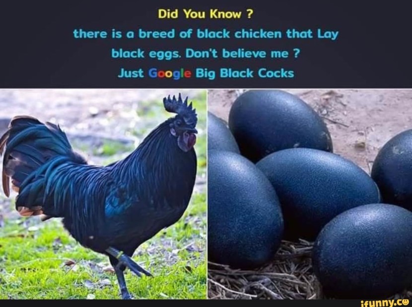 Black chicken carries black eggs