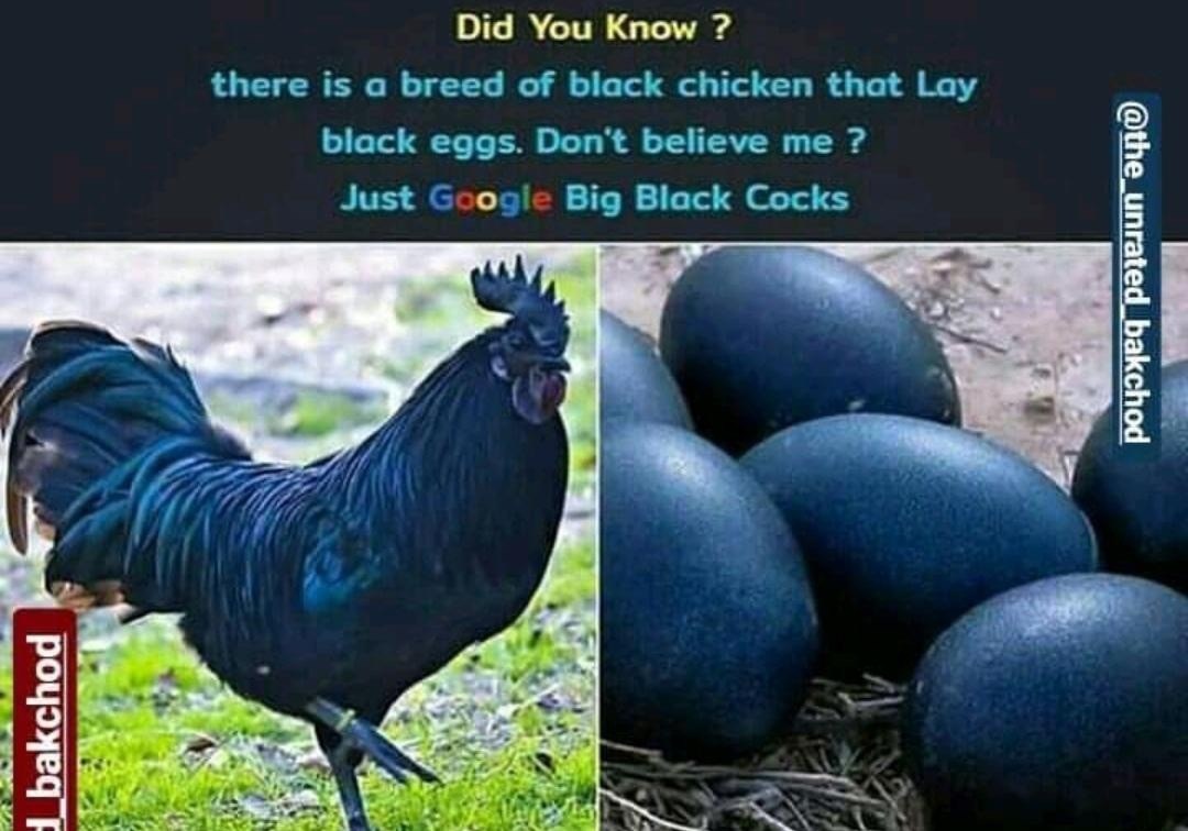 Big black eggs (75 photos) - porn ddeva