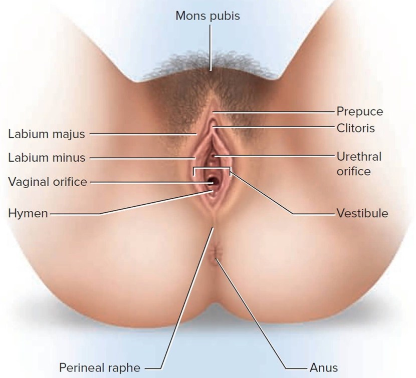 Vulva topographic anatomy
