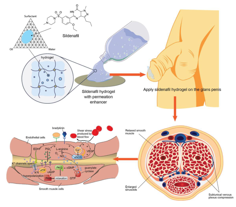 The mechanism of action of sildenafil