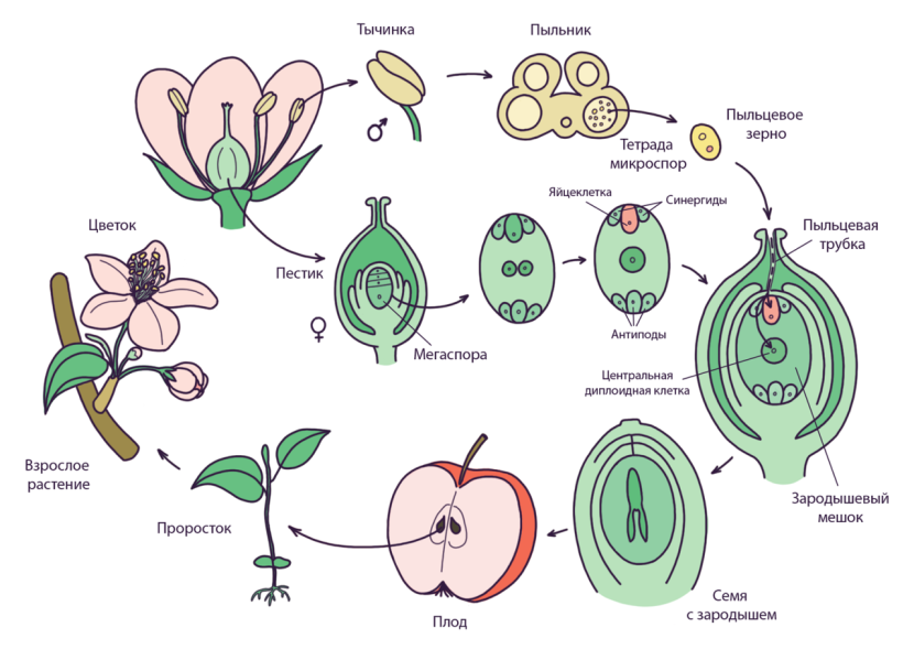 Cooping plant propagation cycle