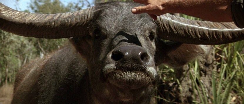 Dundie nicknamed Crocodile 3