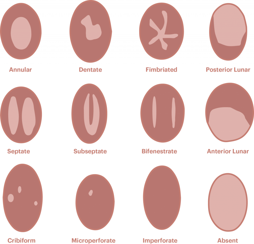 The uterus and cervix fertilization