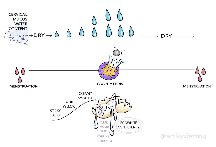 Forms of female vagina