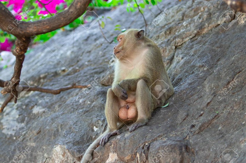 Monkey with eggs