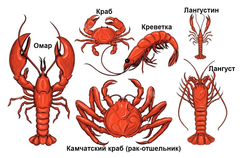 Omar Lobster Langust