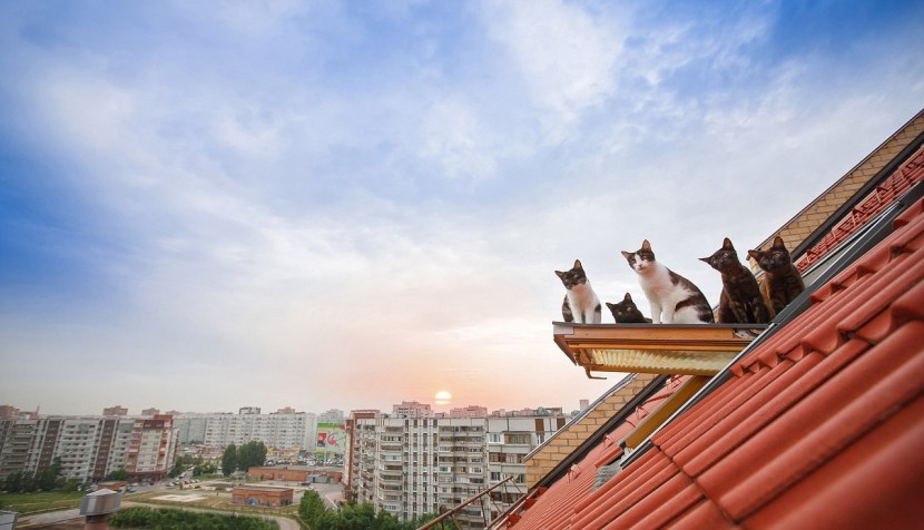 Cats on roofs of houses