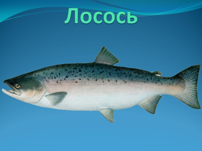 Fish with watercolor pencils