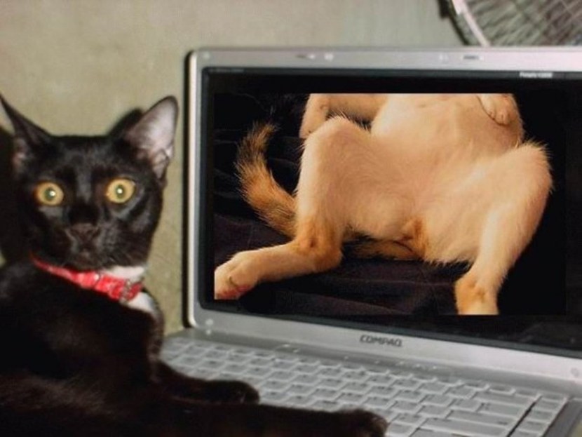 Funny cat from the Internet