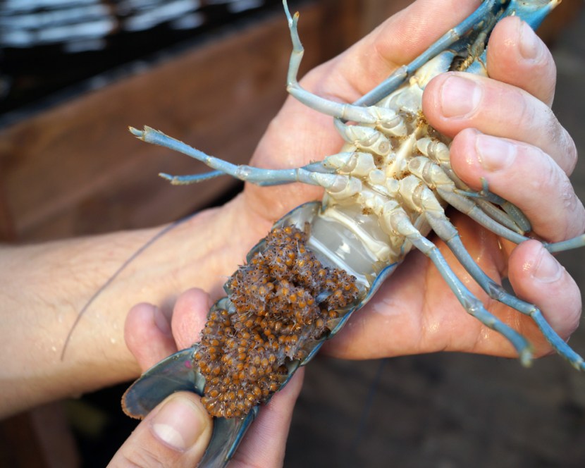 Australian crustaceans