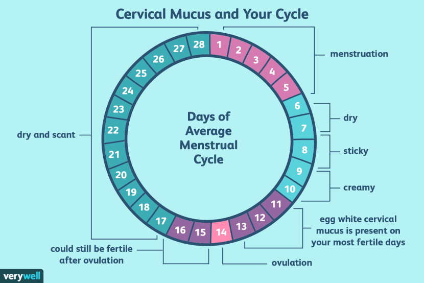 Fertility and ovulation