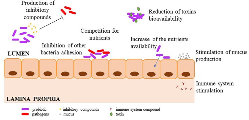 Mechanism of Nutrition of Bacteria