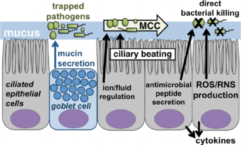 Mucociliary apparatus