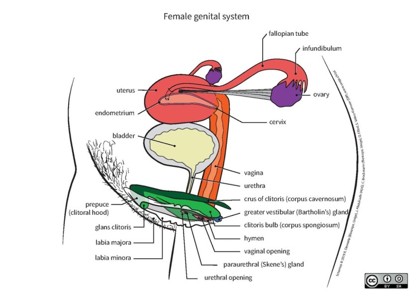Desktop wallpaper clitoris