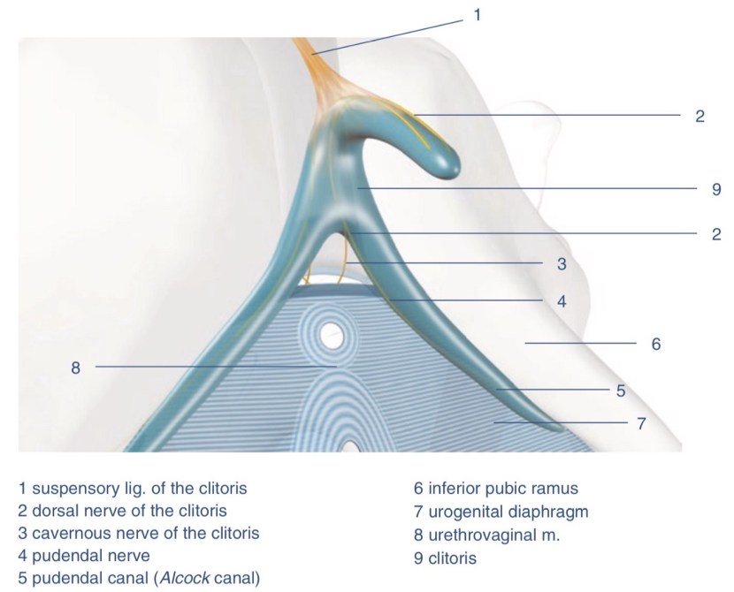 The structure of the female clitoris