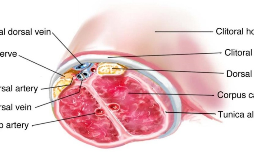 Fingers in grapefruit photo