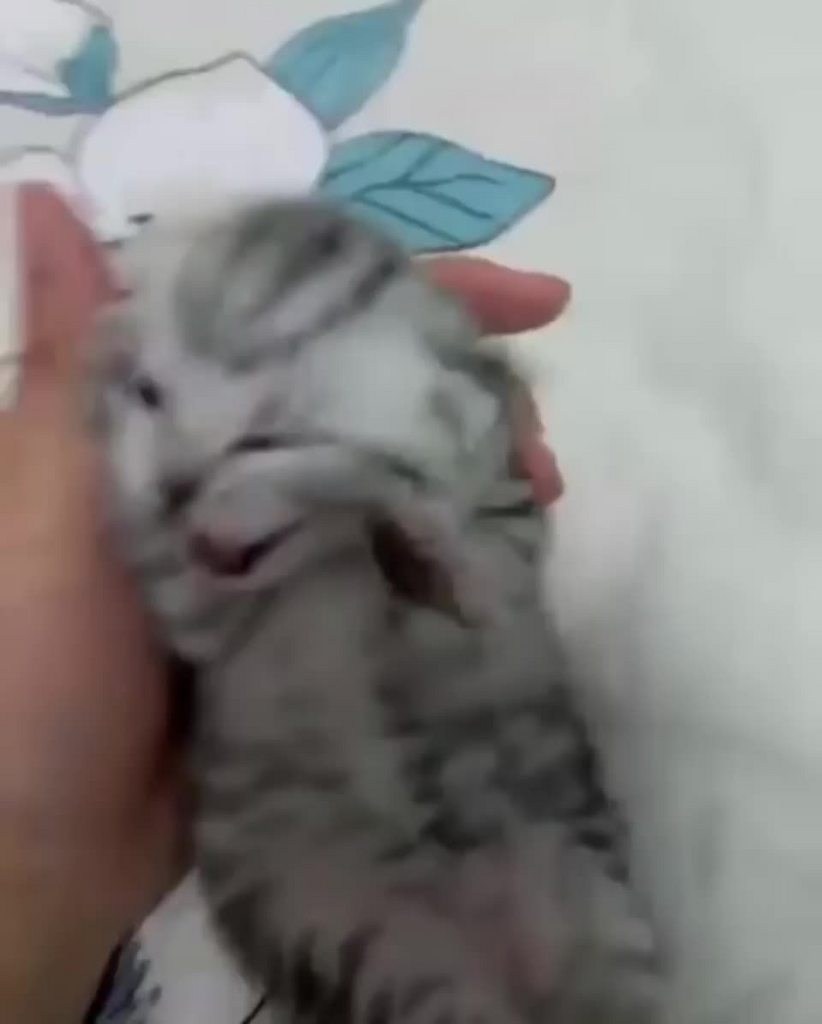 Korean baseball girl