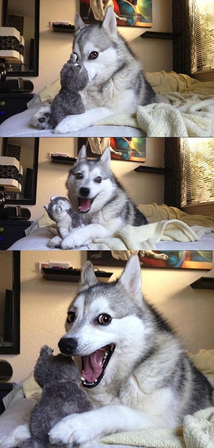 Husky meme