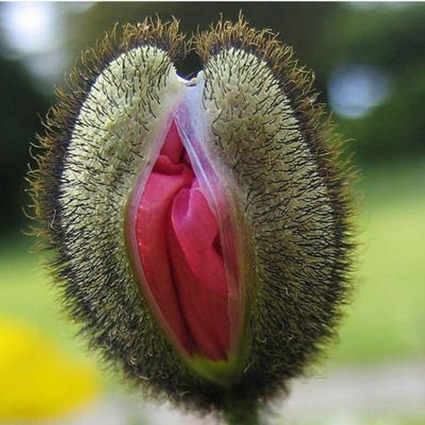 Funny flowers